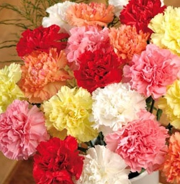 carnations