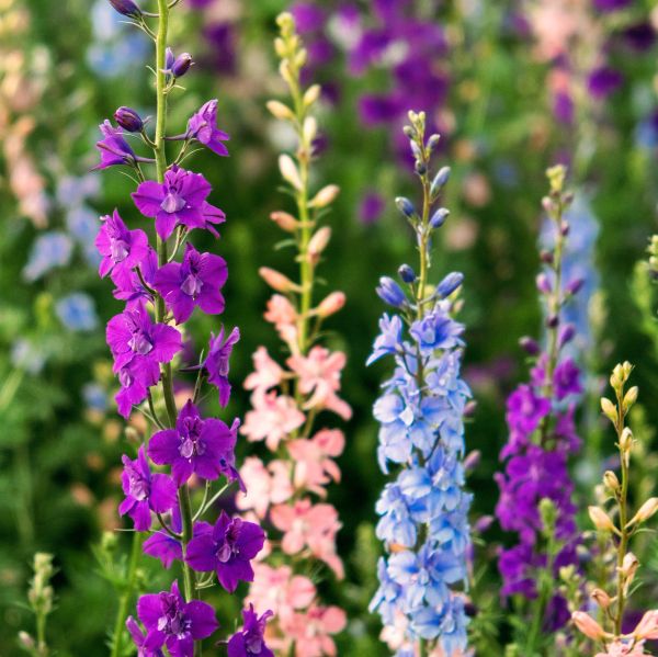 larkspur