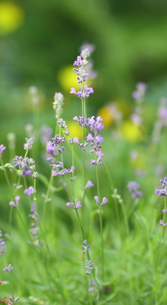 lavender cut flowers